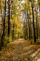 Autumn in the forest. Road in the autumn forest. Fallen yellow leaves on the road in the forest.
