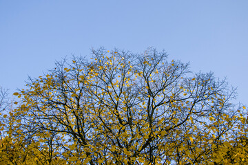 Fototapeta premium Tree tops in the autumn forest against the blue sky. The crown of an autumn tree against the sky. Autumn in the forest.