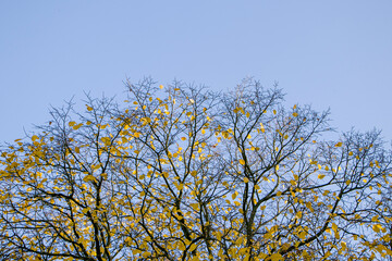 Tree tops in the autumn forest against the blue sky. The crown of an autumn tree against the sky....