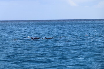 Fototapeta premium Dolphins on the surface of a quiet sea