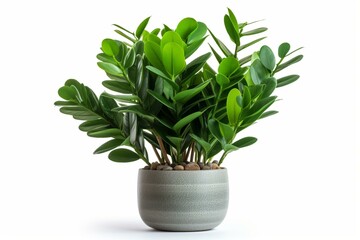 Pot with zamioculcas plant on a white background. Generative AI
