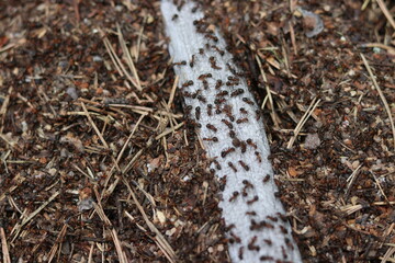 ants on a tree