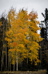 autumn trees in the forest