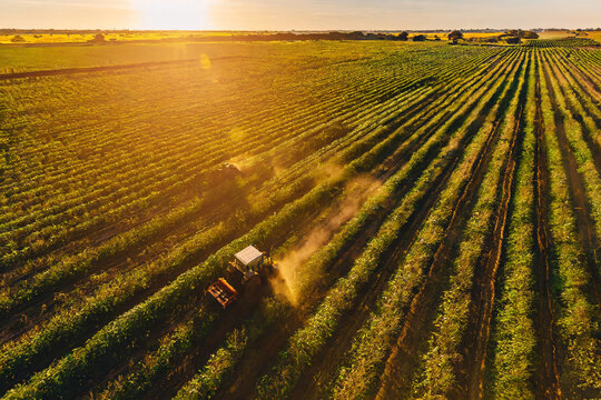 Agroneg&oacute;cio, planta&ccedil;&atilde;o, trator fazendo colheita de cana