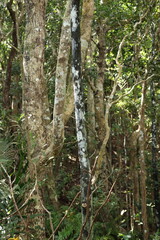 Ebony trees with dense vegetation in the background