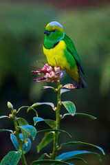 Male Golden-browed Chlorophonia feeding on native fruit