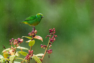 Male Golden-browed Chlorophonia feeding on native fruit