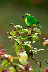 Male Golden-browed Chlorophonia feeding on native fruit