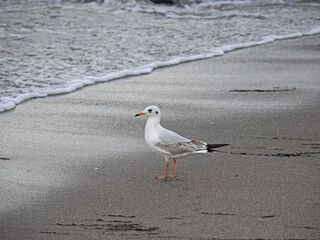 Möwen fliegen, Möwen im Flug an der Ostsee