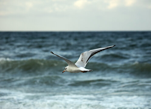 M&ouml;wen fliegen, M&ouml;wen im Flug an der Ostsee