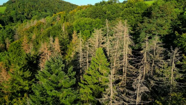Some dry and dying trees in the middle of a green coniferous forest in climate change in Germany, tilting down video
