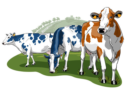 Three realistic dairy cows holstein in a meadow grazing walking and looking towards the observer on a side view isolated