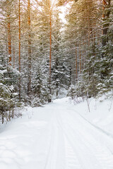winter landscape in a snowy forest, a road running through a snowy forest
