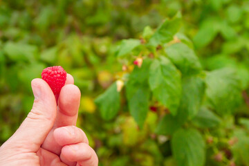 Malina trzymana w ręce | Raspberry held in hand