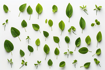 green fresh leaves isolated on white background. eco concept. top view. flat lay.	