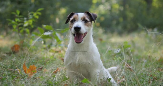 The dog is walking in nature. An active walk of a jack russell in a forest glade in the park.