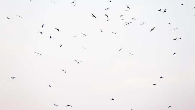 A flock of birds were flying in the sky