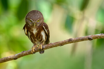 Central American Pygmy-Owl staring at the camera during the day at its roosting place. 