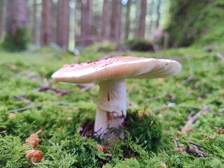 großer brauner Pilz im Wald, Moos, Gras,