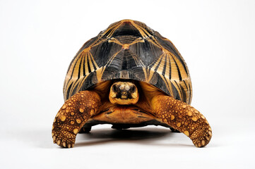 Strahlenschildkröte // Radiated tortoise (Astrochelys radiata)