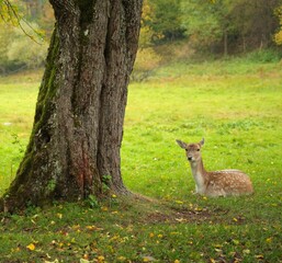 Zwierzęta pasące się na łąkach jesienią