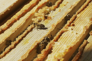 The beekeeper covers the nesting frames in the beehive with a cloth.