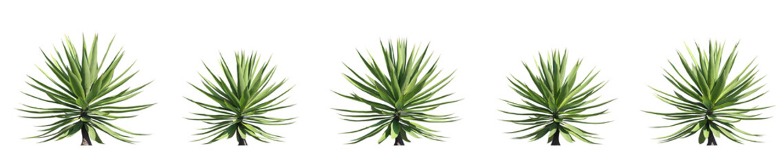 set of agave plants, 3d rendering with transparent background