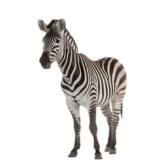 half side view, zebra stands against transparent background, face to left side. 