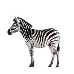 Fototapeta na wymiar side view, Zebra stands against transparent background.