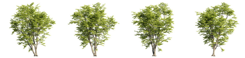 set of alnus tree, 3d rendering with transparent background