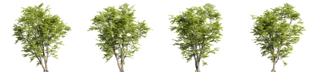 Foto op Plexiglas set of alnus tree, 3d rendering with transparent background © ANDRIBENKY