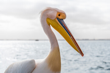 A close up view of a Pelican on a boat in Walvis Bay, Namibia in the dry season