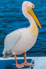 A close up view of a Pelican on the deck of a boat in Walvis Bay, Namibia in the dry season
