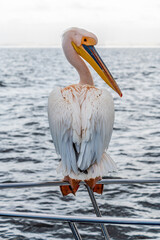 A rear view of a Pelican perched on the railings of a boat in Walvis Bay, Namibia in the dry season