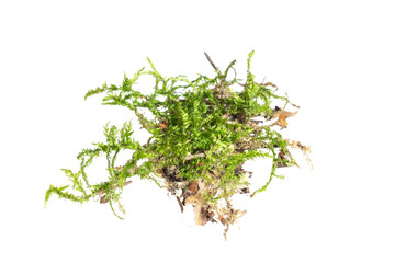 green moss on a white isolated background - obrazy, fototapety, plakaty