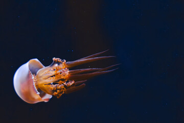 Illuminated flame jellyfish  moving through the water. Isolated on dark background © Аня Тадевосян