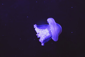 Illuminated Octopus jellyfish moving through the water. Isolated on dark background © Аня Тадевосян