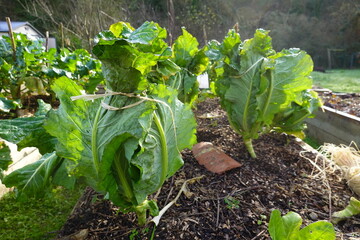 cultivation of cauliflower. how to protect cauliflower in winter from frost. fruit protected with tied leaves.