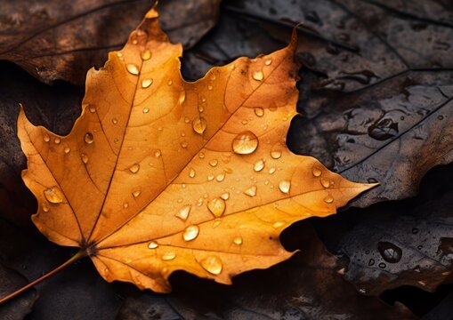 Close up of fallen leaves on ground in autumn covered in raindrops. Red yellow mapple leaf white isolated