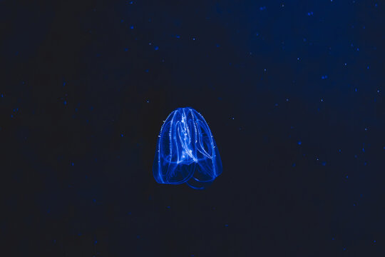 The Mnemiopsis jellyfish isolated on black background