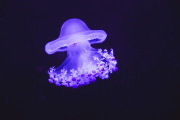 The Octopus jellyfish isolated on black background