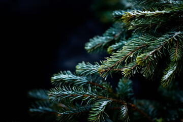 A close up view of a Christmas fir tree frond or a green pine tree branch with snow on black background.