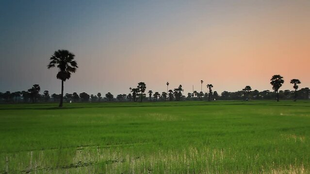 Sugar palms (borassus flabellifer) on the rice field ; Phetchaburi, Thailand
