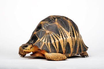 Strahlenschildkröte // Radiated tortoise (Astrochelys radiata)
