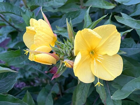 Evening primrose yellow flowers Oenothera Biennis garden. - Powered by Adobe