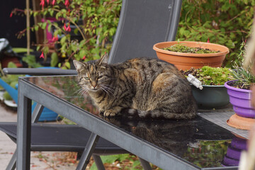 European Shorthair, domestic cat resting on a black glass patio table in a Dutch garden in autumn, October, Netherlands