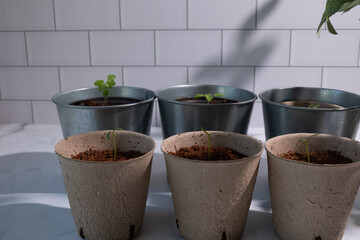 Herb gardening in the kitchen in the sustainability pot.
