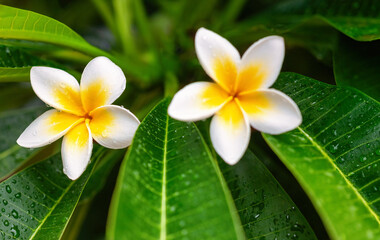 Fototapeta na wymiar frangipani flowers fresh with water droplets in the morning
