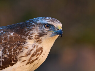 Common buzzard (Buteo buteo)