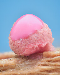Close up of a young, pink fruiting body of the slime mold amoeba Wolf's Milk (Lycogala epidendrum) oozing out a pink paste, blue background